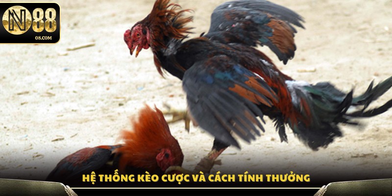 Phân tích các loại kèo trong đá gà Mỹ